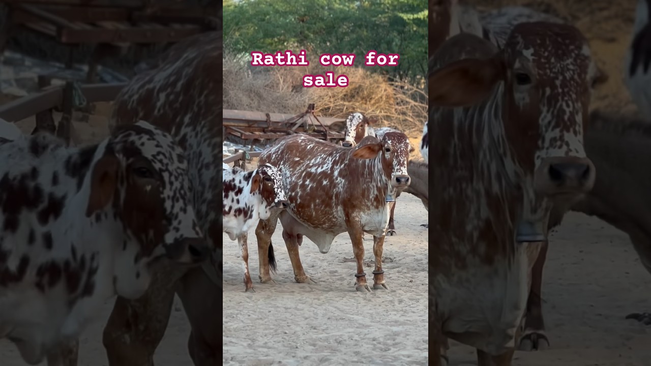 Rathi cow for sale