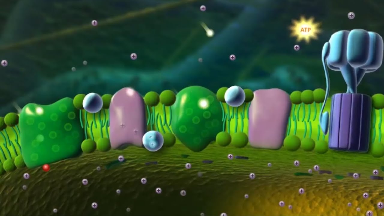 Light Reaction || Photochemical Phase || Hill Reaction || Photophosphorylation || Photosynthesis