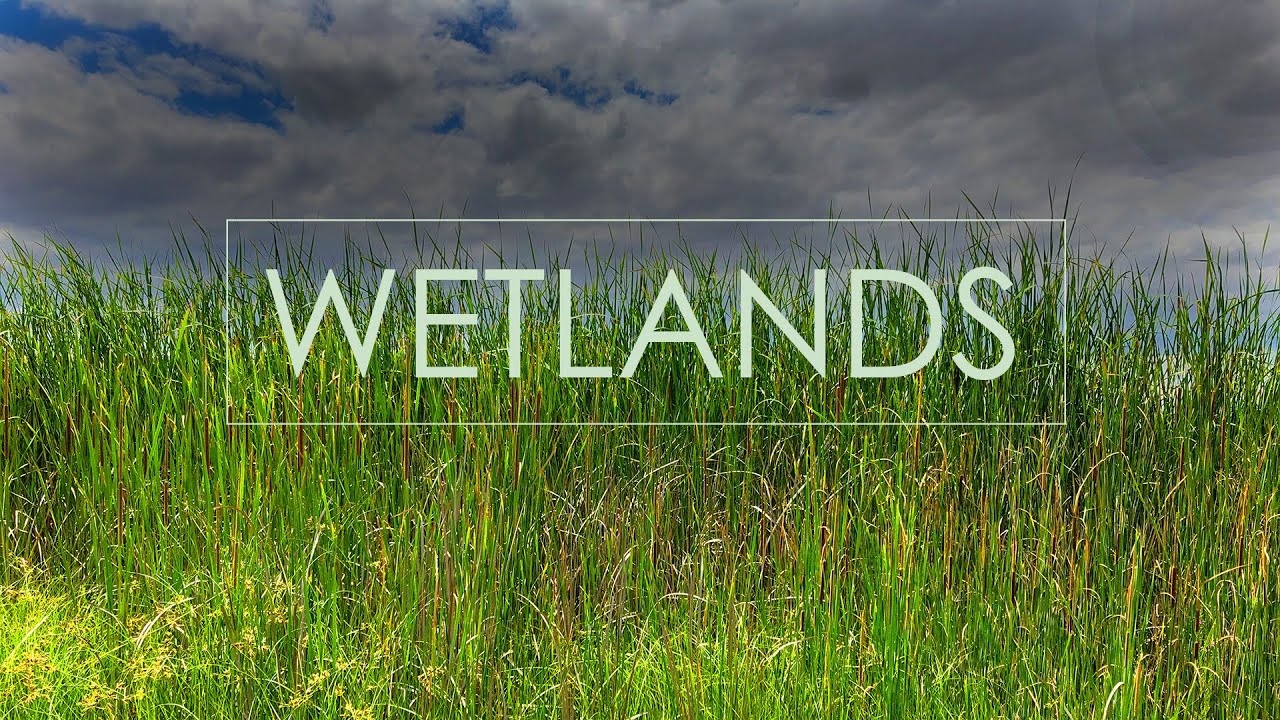 Warm Wetlands Ambience - Sounds of Birds, Frogs, Insects & Fish Jumping | Natural Wonders