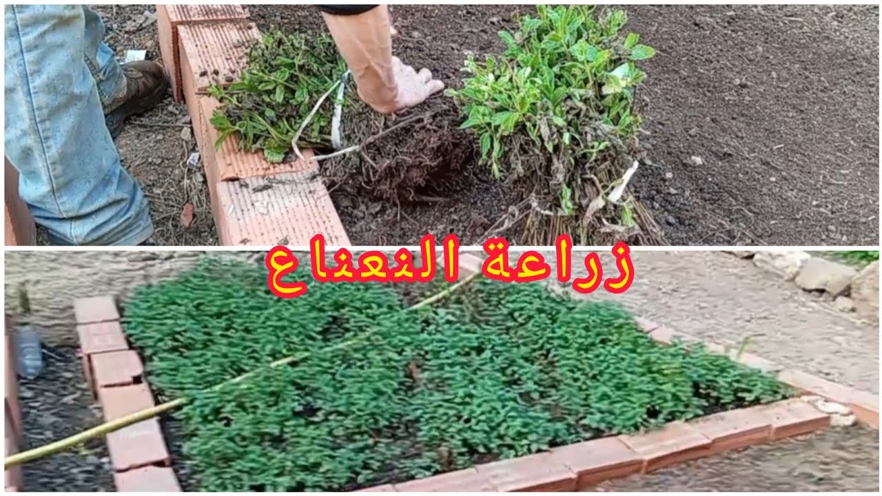 زراعة النعناع 