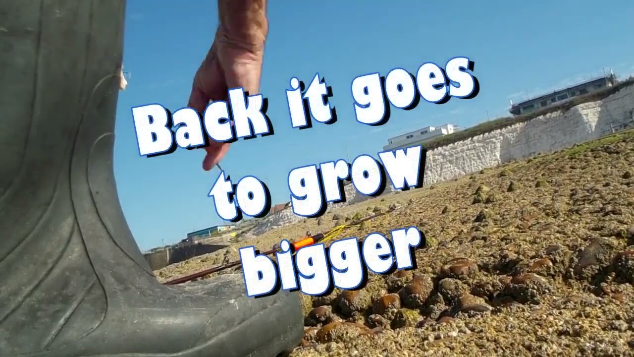 Smoothound on the groyne