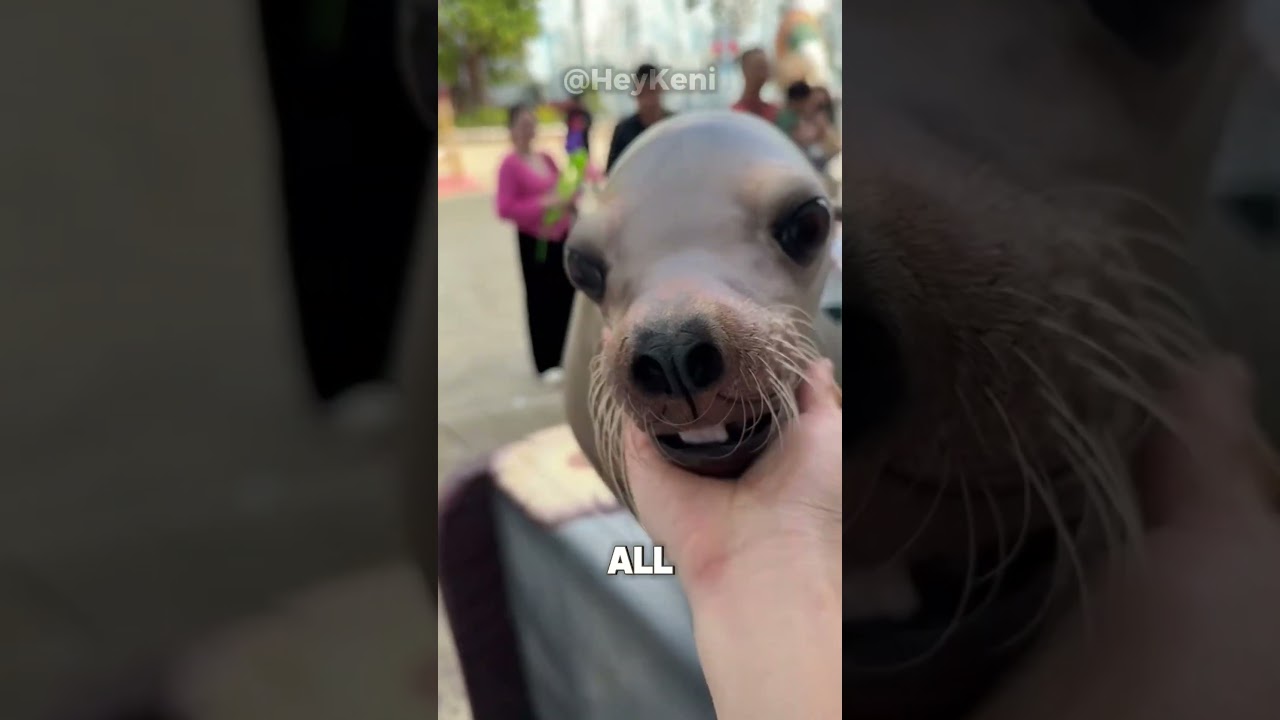 САМАЯ МИЛАЯ РЕАКЦИЯ 😳🐾