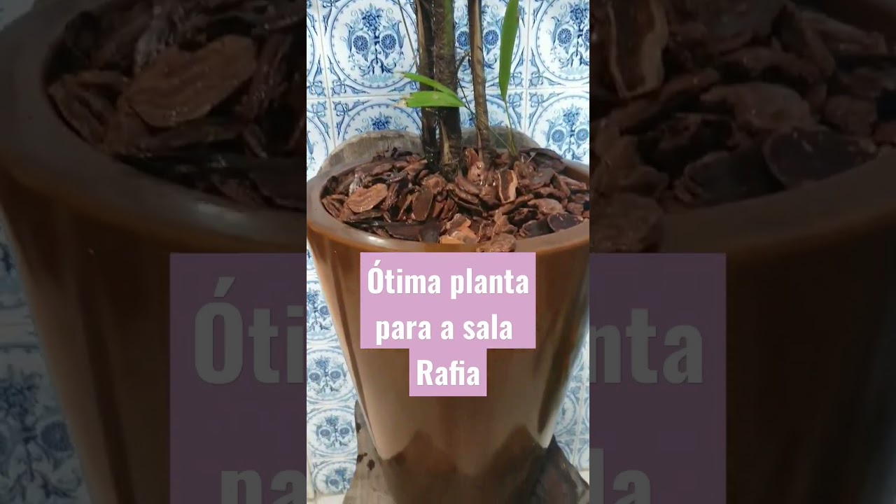 R&aacute;fia ou Rafis #plantasombra #