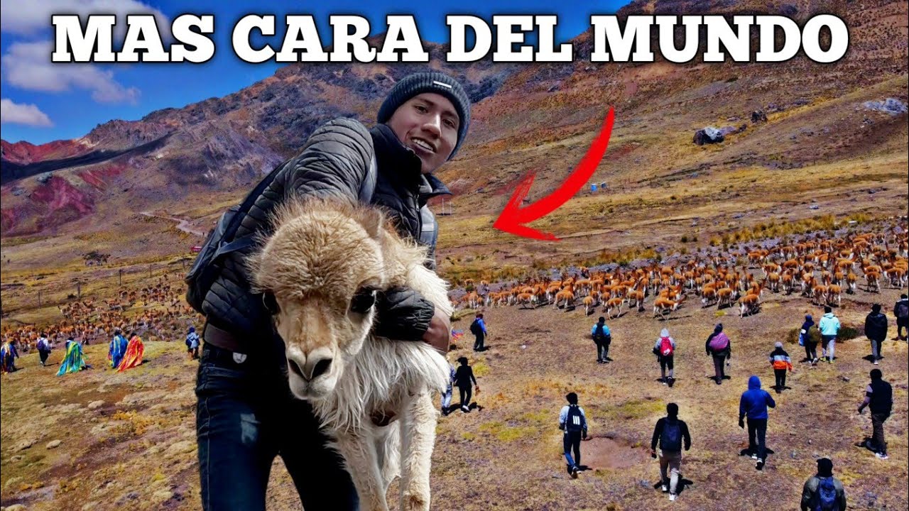 AS&Iacute; EXTRAEN LA FIBRA MAS CARA DEL MUNDO