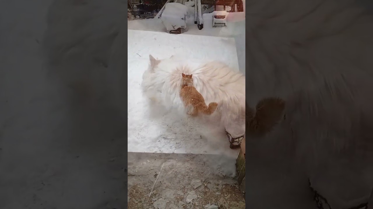 Кіцюня 
