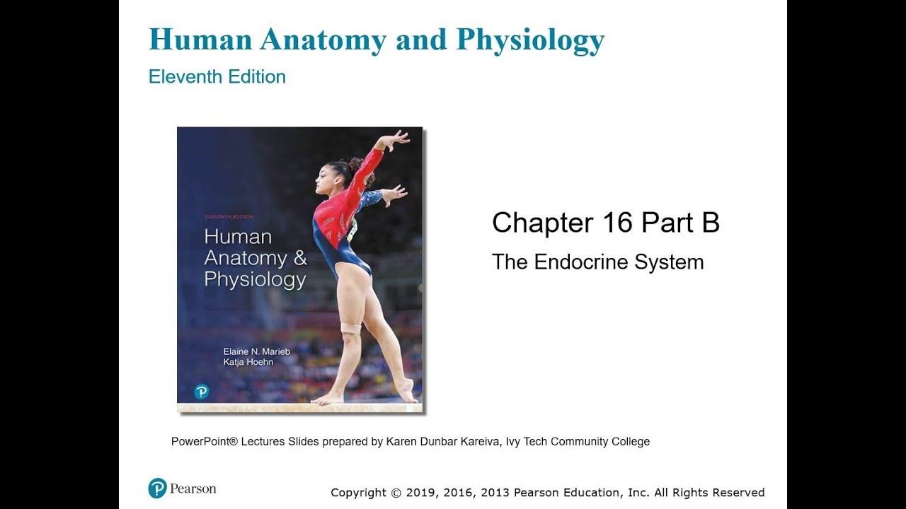 Chapter 16: The Endocrine System - Part II