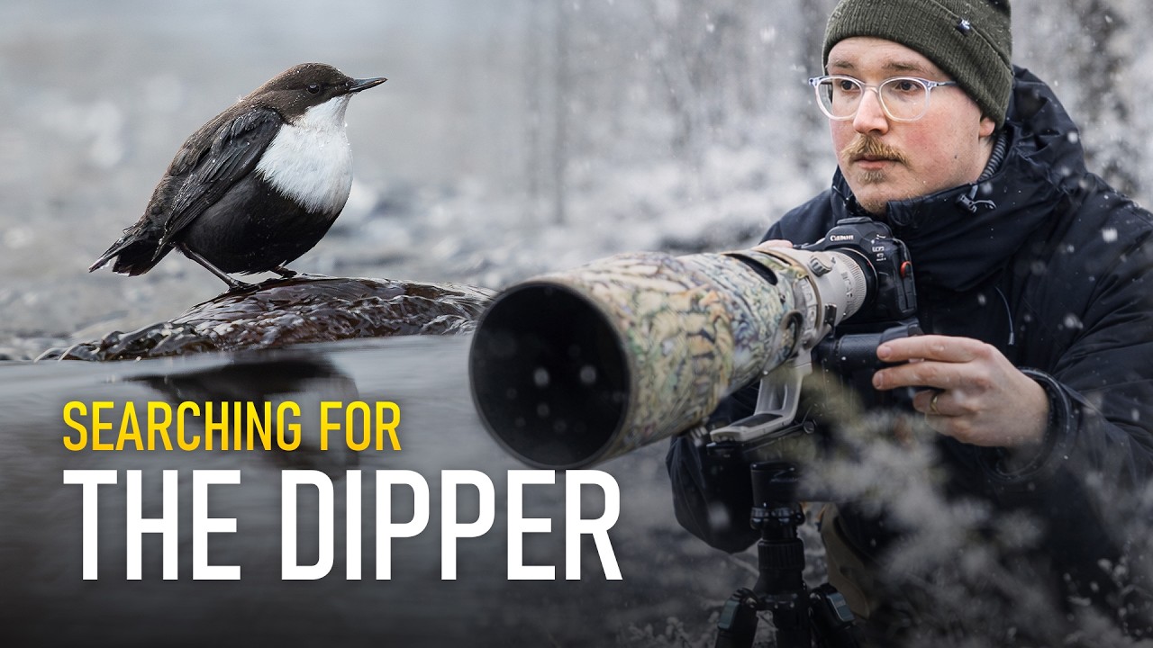 Searching for The Dipper | Winter Bird Photography
