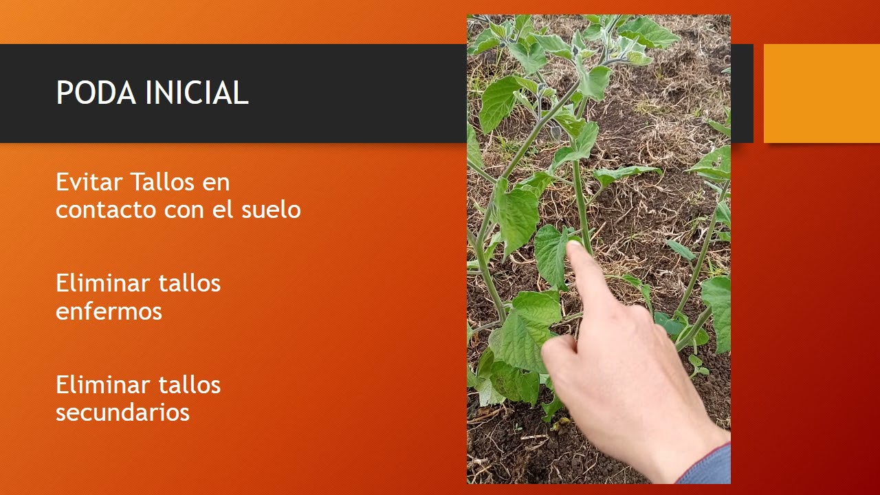 poda de formacion