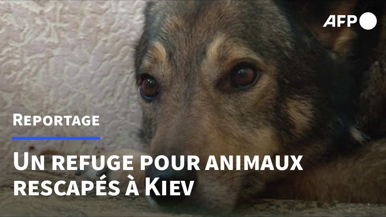 A Kiev, un refuge pour animaux rescapés de la guerre | AFP