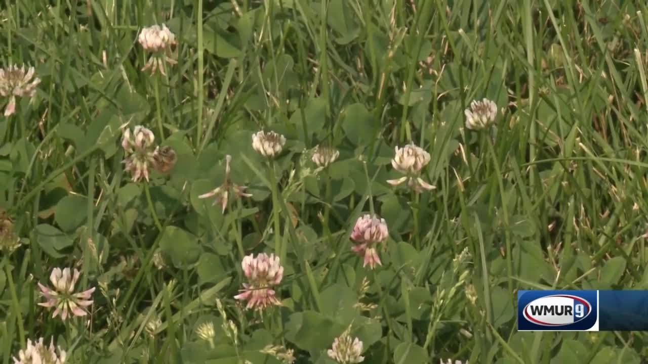 Grow it Green: White clover