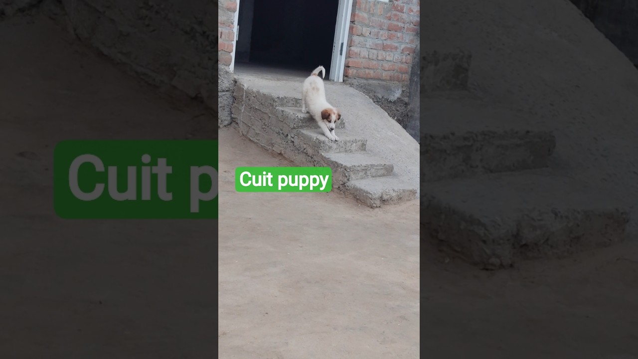 cuit baby dog bahar gumne jau😍puppy