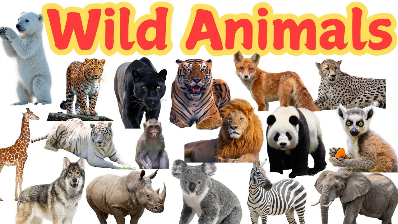 🦁Wild Animals|kids learning|Name of Wild Animals in English| #wildanimals #animals #kidslearning 
