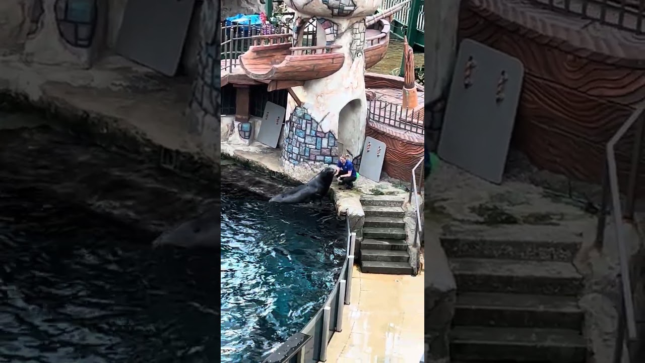 Cool sea lions show 2
