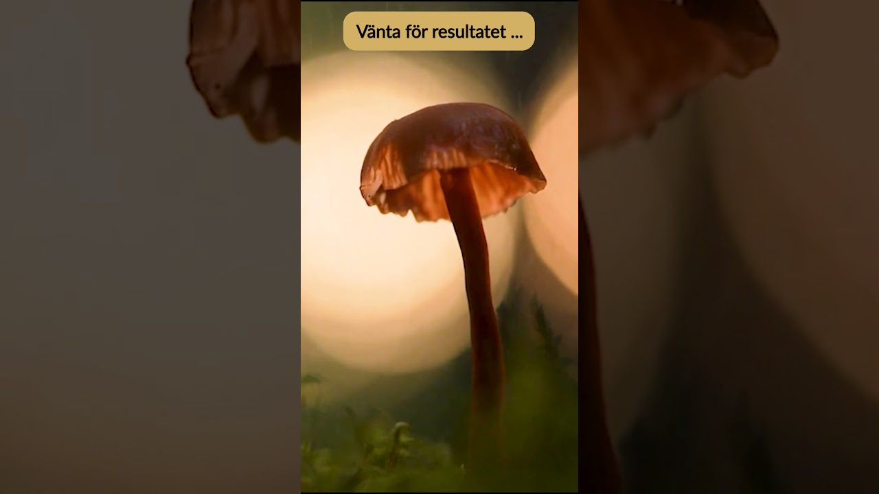 Fr&aring;n en tr&aring;kig svampbild till WOW! #makrofoto #fr&ouml;stadnaturfoto #niklasvirsen #naturfoto