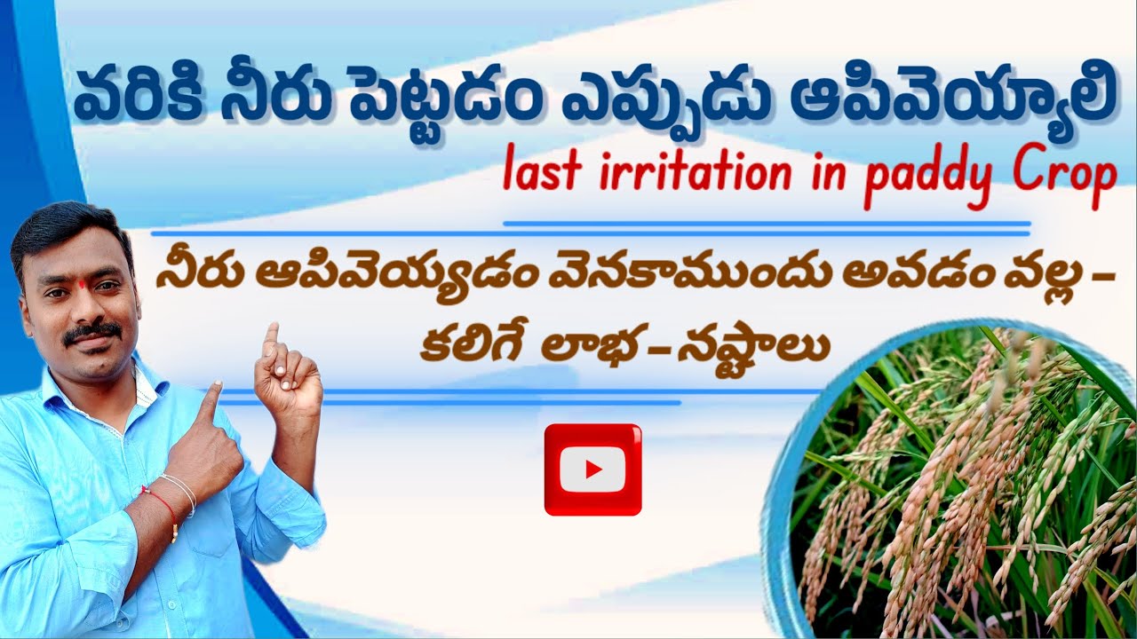 వరికి నీరు పెట్టడం ఎప్పుడు ఆపివెయ్యాలి | Paddy Harvesting Time| Last irrigation in paddy