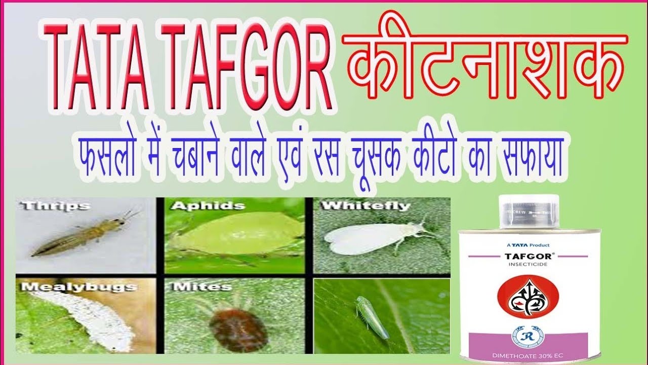 Tata Tafgor insecticide||Tafgor||फसलों में सभी कीटों का सफाया 