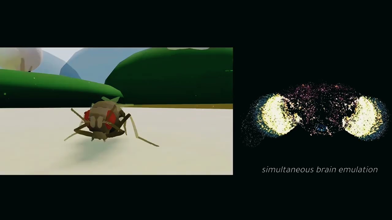 Startup Runs a Fruit Fly Brain in Simulation: 125,000 Neurons Controlling a Virtual Body