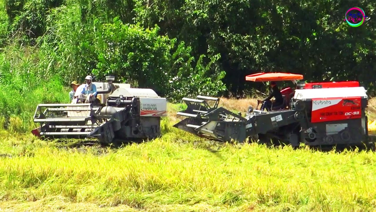 Xem cặp máy gặt Kubota DC93 & DC70 cắt lúa ruộng lầy | Rice Harvester, LADY
