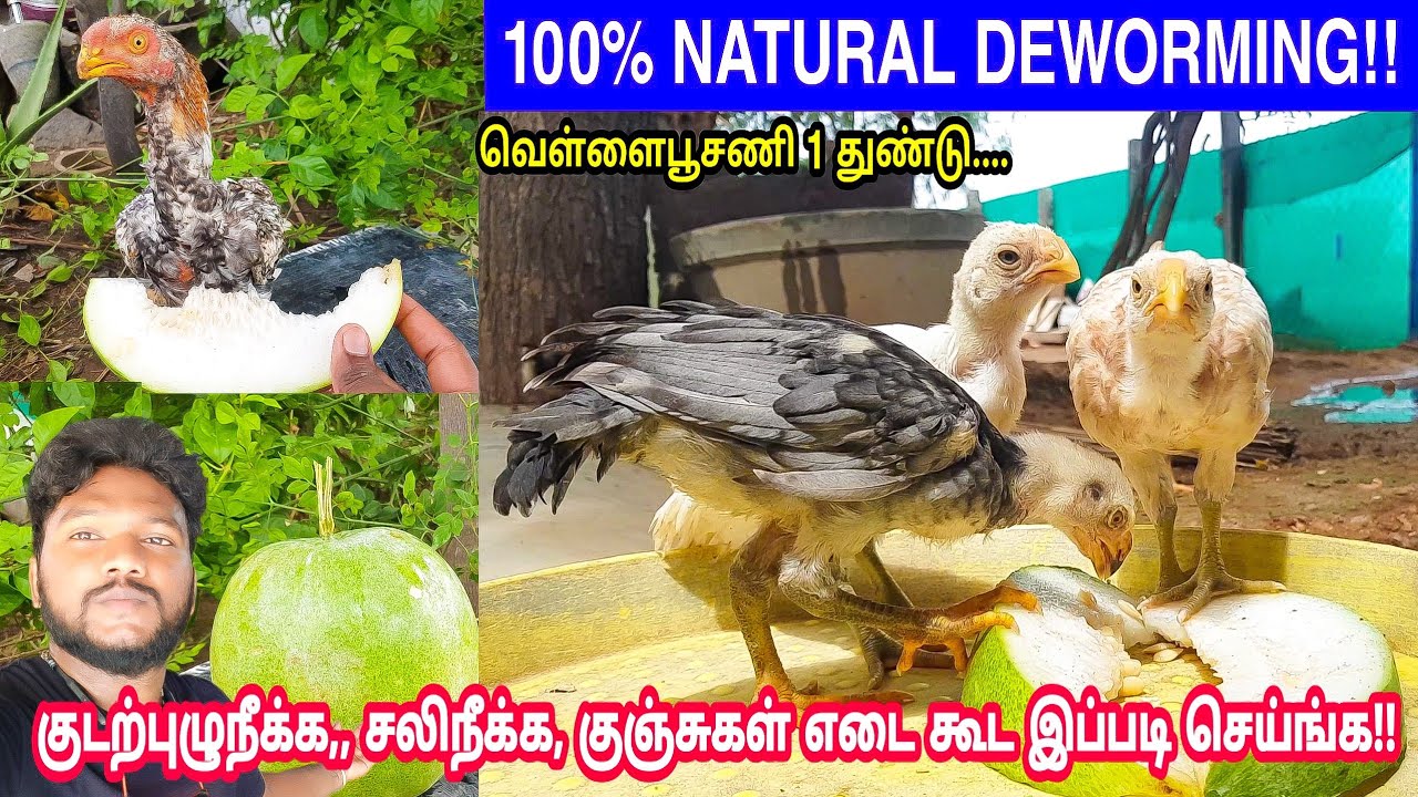 வெள்ளை பூசணிக்காய்-100% NATURAL DEWORMING | சலிநீங்க, குடற்புழுநீக்க,செரிமானம் சீராகும் கோழிகளுக்கு