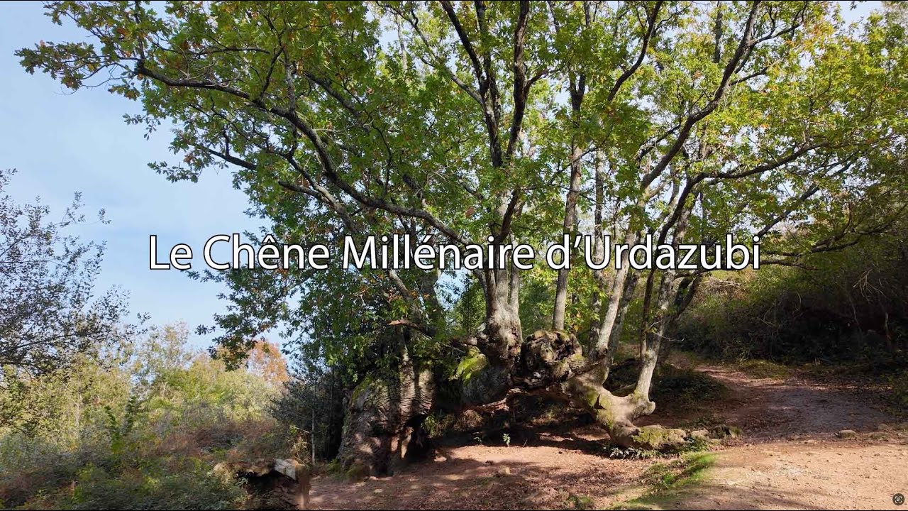 Le Chêne Millénaire d’Urdazubi Urdax