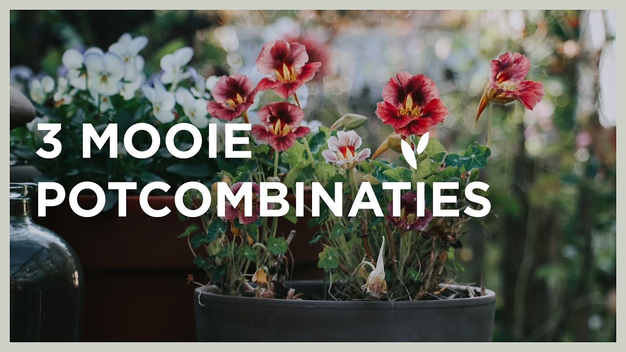 Mijn favoriete potcombinaties met eenjarige zomerbloeiers | Bloemenparadijs I Angelo Dorny