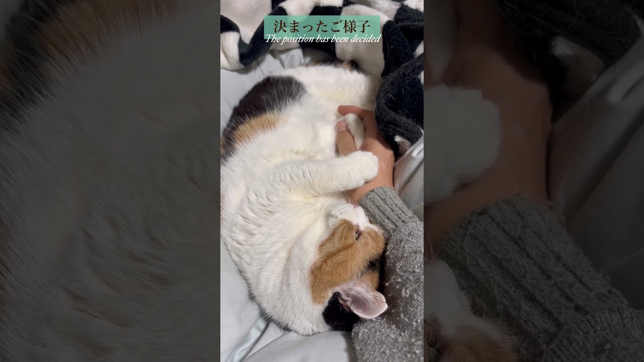 【三毛猫】ポジションを決めるミケ