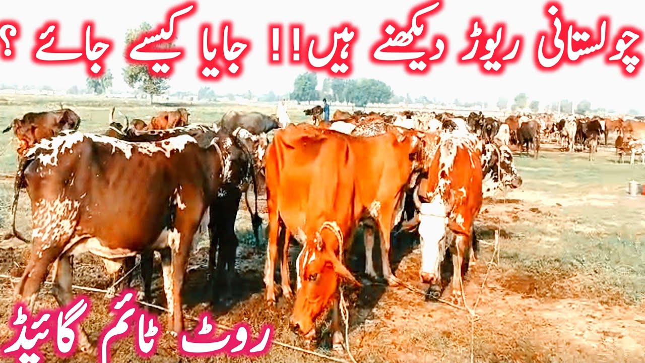 Visit To Cholistan For Cholistani Cattle | Cholistani Cow Cholistan Bachre || Mandi Star