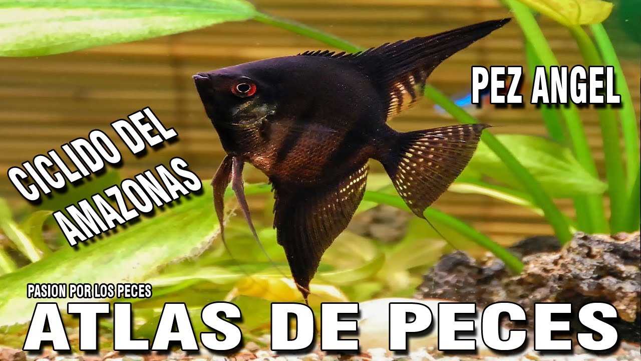 ATLAS DE PECES 