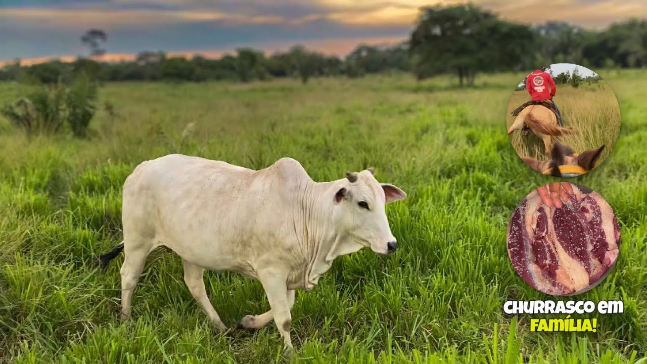 ACOMPANHANDO O GADO E FINALIZANDO O DIA COM CARNE ASSADA EM FAMÍLIA! 