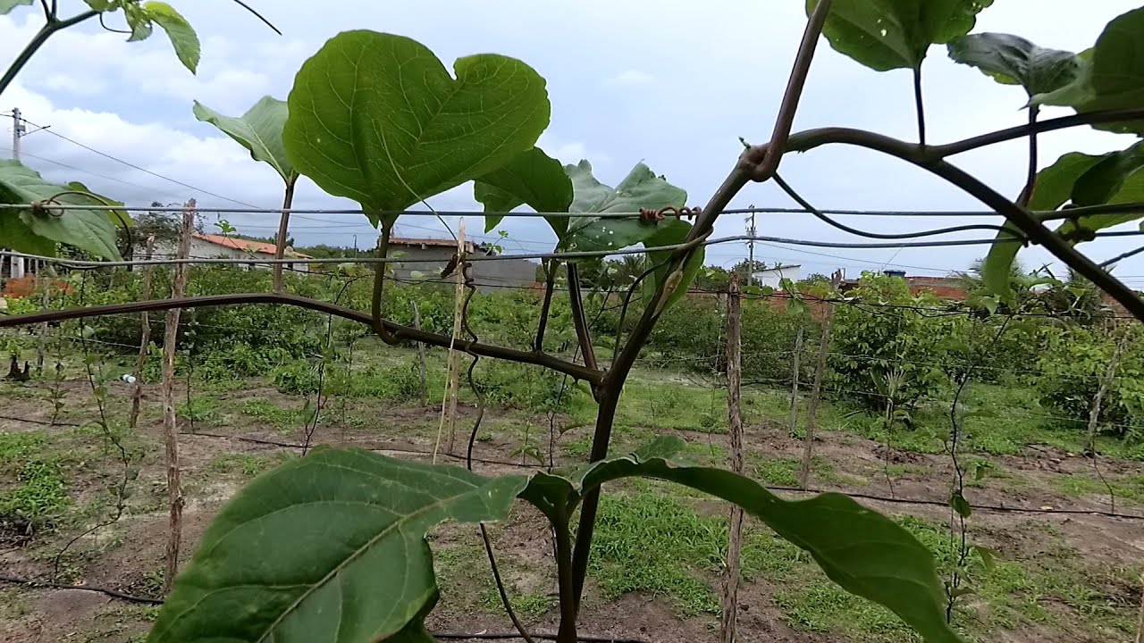 PRIMEIRA PODA DO MARACUJÁ!APRENDA COMO FAZER!