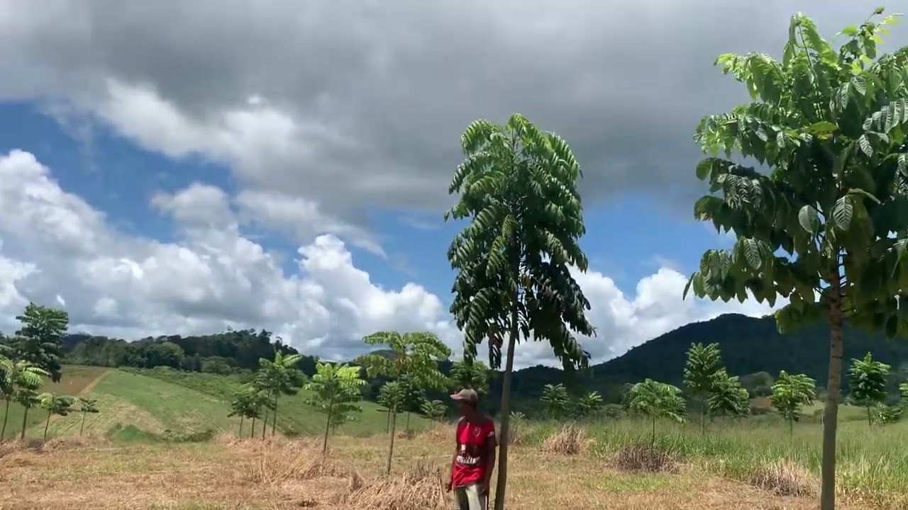 Floresta de Araribá ou Putumuju- Maraú-Ba