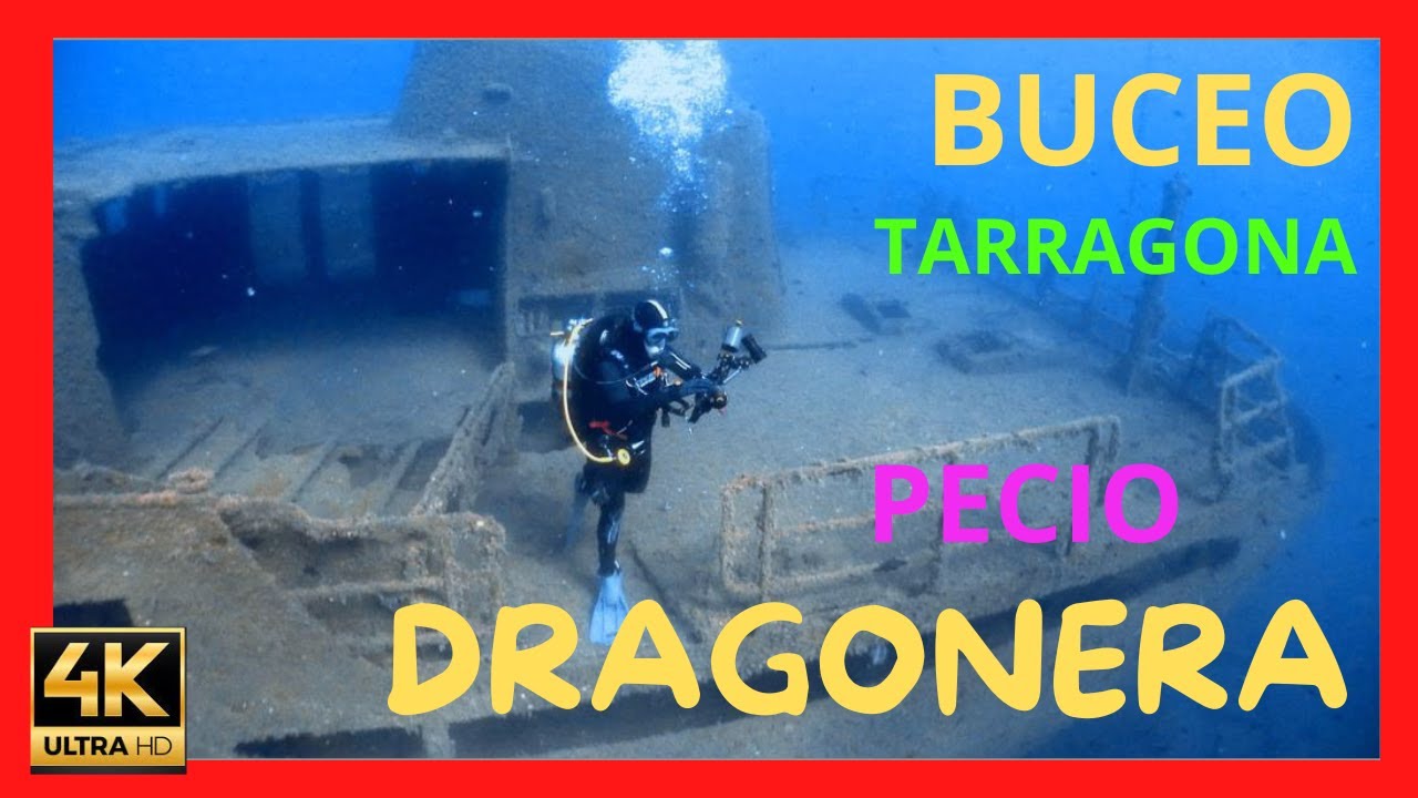 BUCEO en el PECIO la DRAGONERA PUERTO de TARRAGONA 08/23