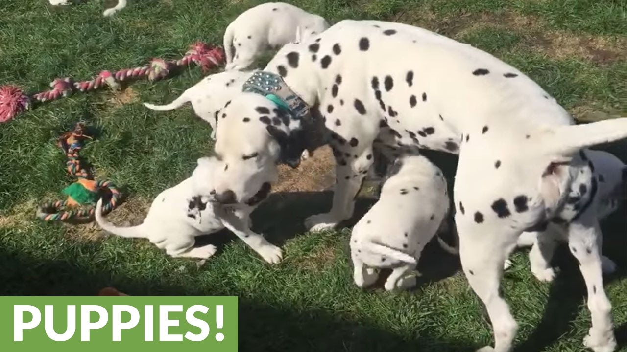 Dalmatian dad jumps into puppy pen to bond with his kids