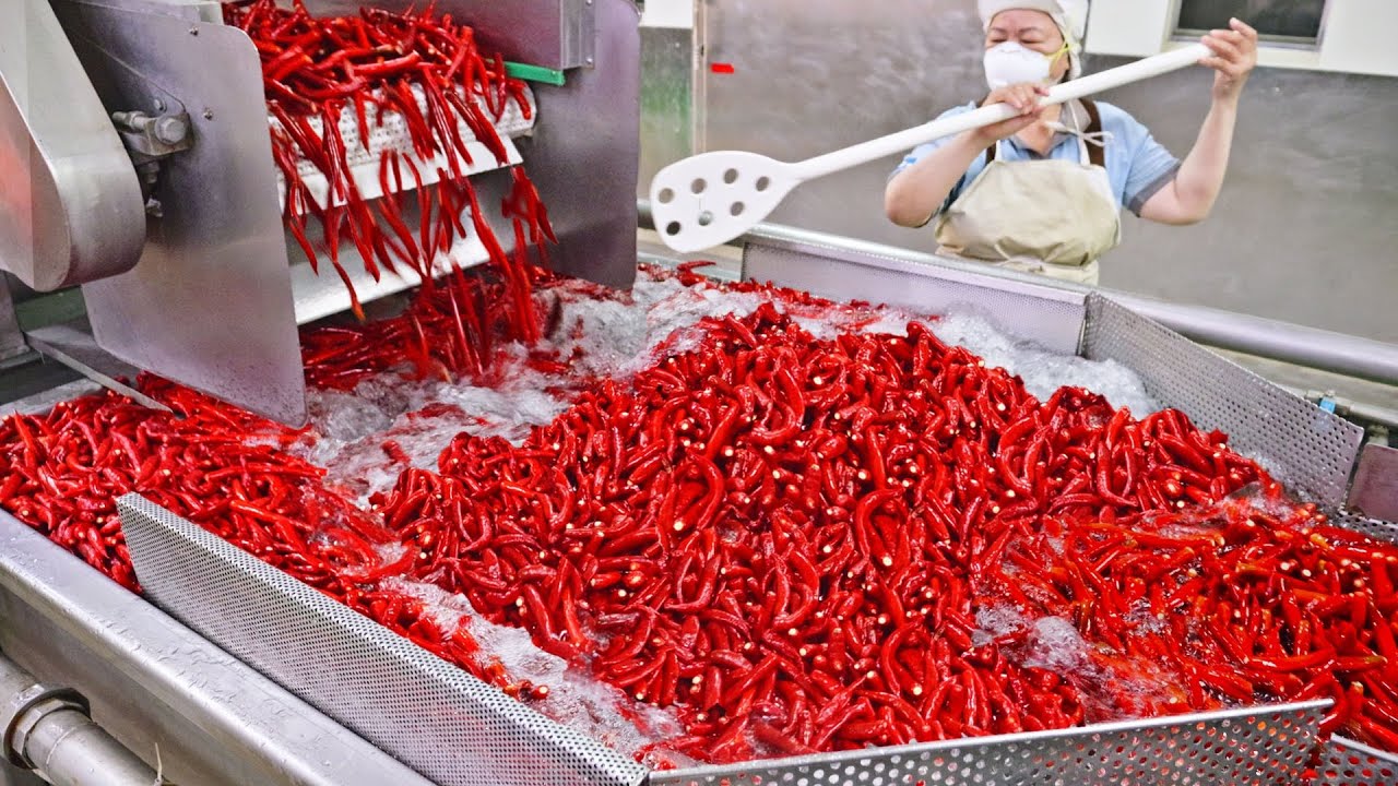 5000 KG of Peppers Used！Chili Soybean Paste Mass Production Process/5000公斤辣椒使用！辣椒豆瓣醬大量生產, 豆瓣燴魚-明德食品
