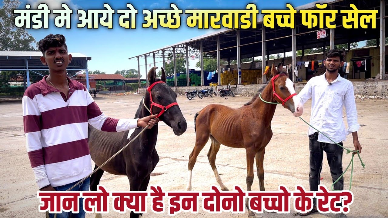 मंडी मे आये दो अच्छे मारवाडी बच्चे । क्या है इनके रेट । Yeola Horse Market 2024