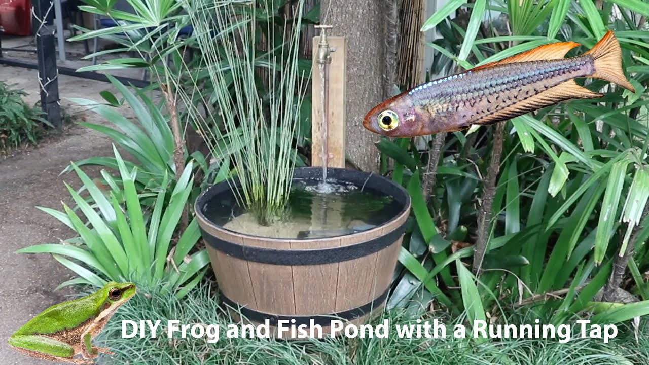 How To Make a Whiskey Barrel Pond with a Running Tap Water Feature for your Native Fish DIY.