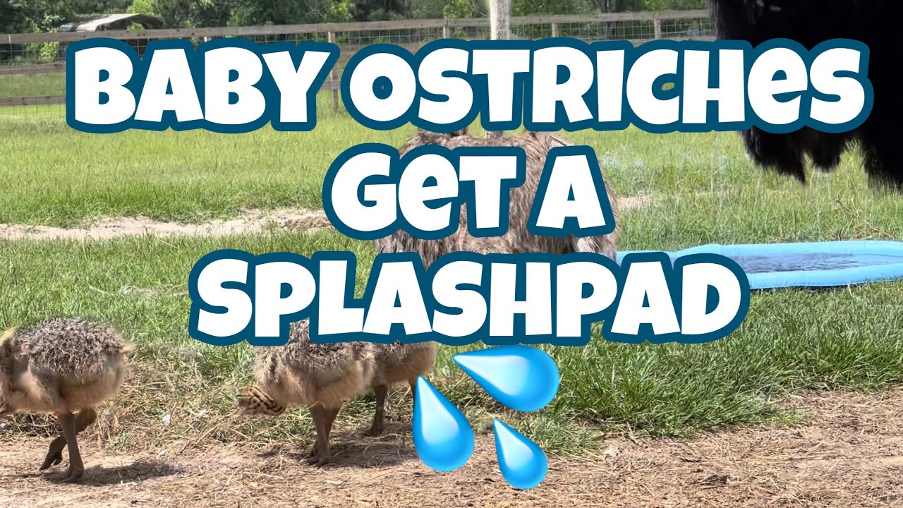 Baby Ostriches Get A Splash Pad 💦
