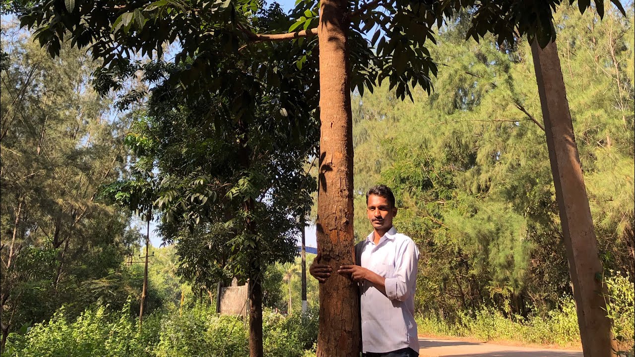 Mahogany.  ಮಹೋಗೊನಿ ರೈತರಿಗೆ ಹೆಚ್ಚು ಲಾಭದಾಯಕ ಬೆಳೆ.