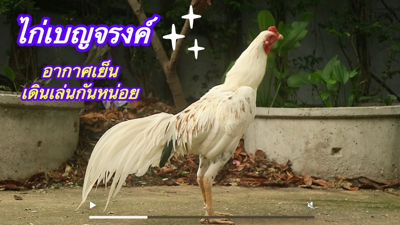 ไก่่เบญจรงค์ ￼โชว์หล่อ@ไก่สวยงาม
