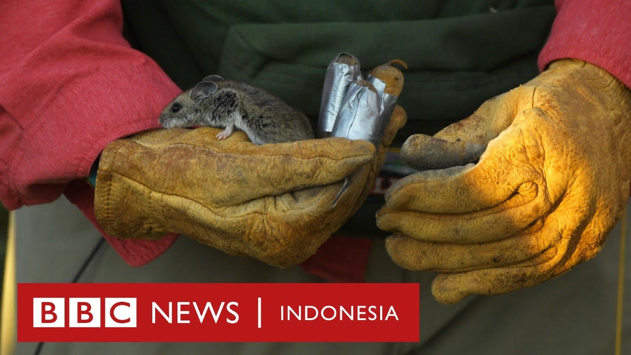 Wabah tikus di Australia: Ribuan tikus menyerbu panenan dan masuk rumah warga  - BBC News Indonesia