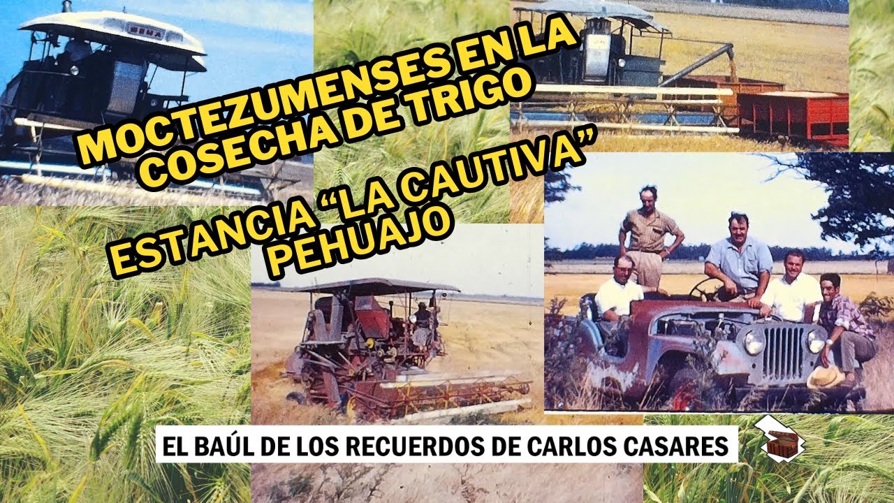 Cosecha de Trigo en Campo de Perkins - Pehuajo