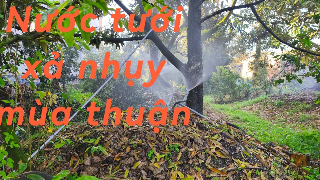 # 180 Cần làm khi quét phấn SR mùa thuận 