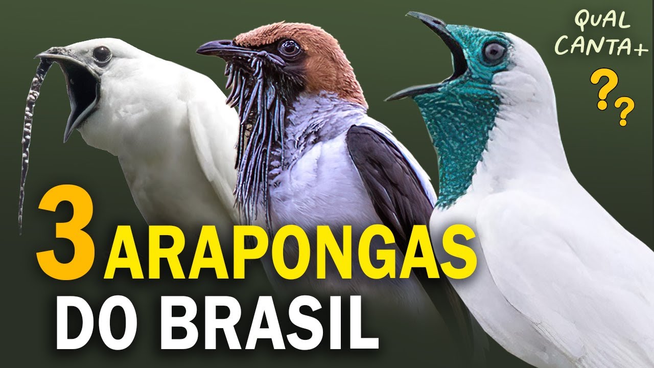 Todas as ARAPONGAS do BRASIL! Cantos e curiosidades das arapongas brasileiras!