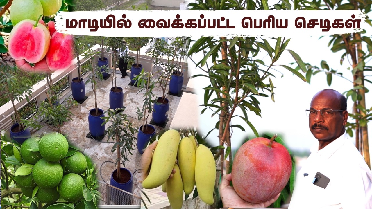 Singapore-ல இருந்தே Chennai Roof Garden? 😱 15+ Mango Varieties in One Terrace! 🏡🌱