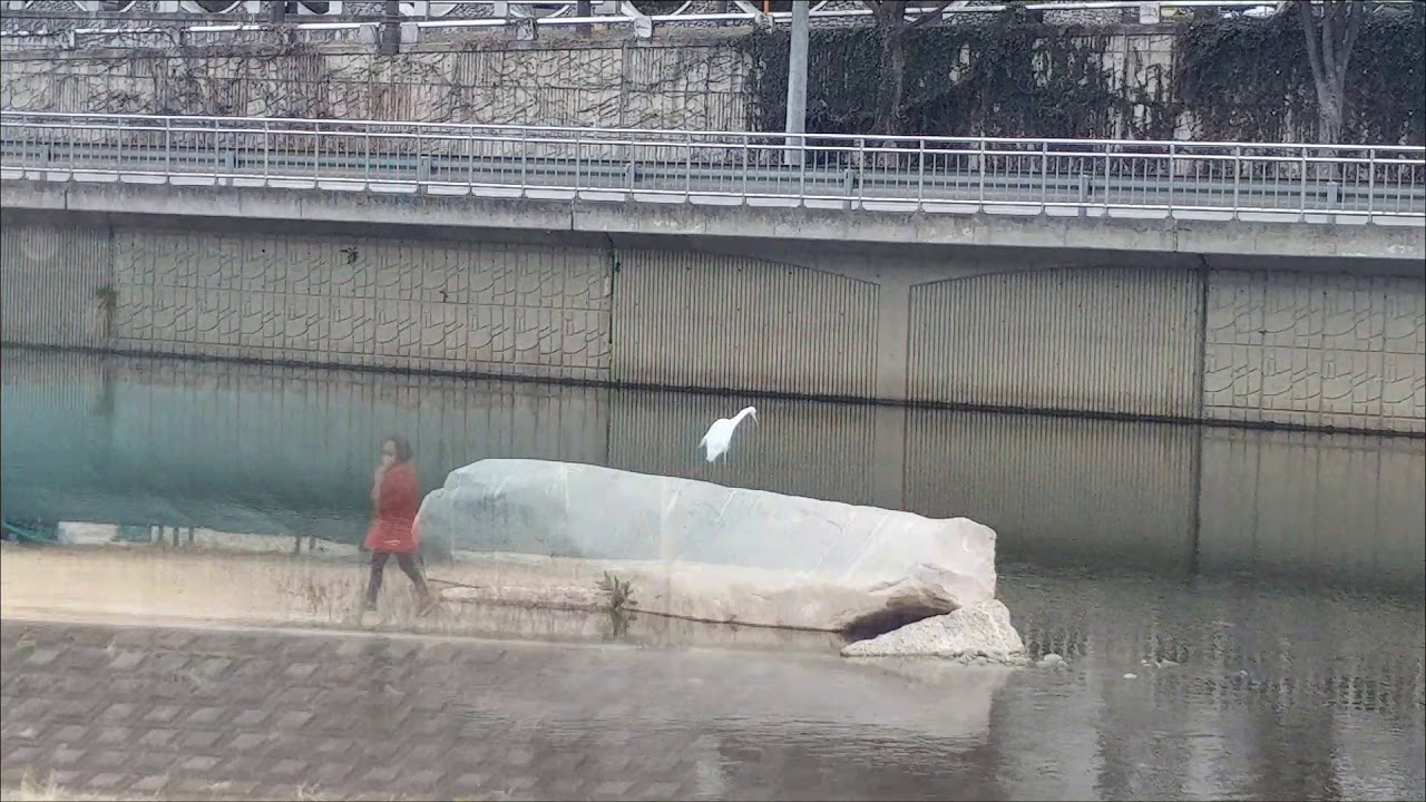 200303 오후 2시 대구 신천  sincheon river, Daegu