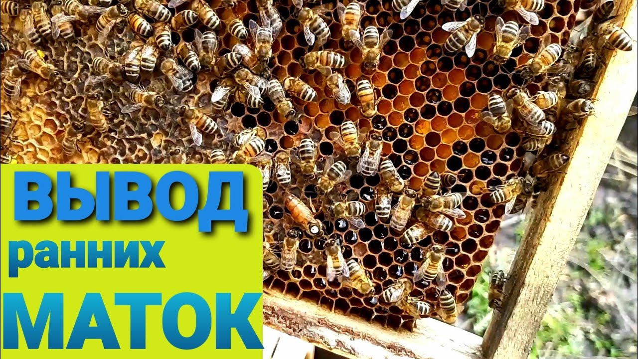 Начинаем выводить ранних маток