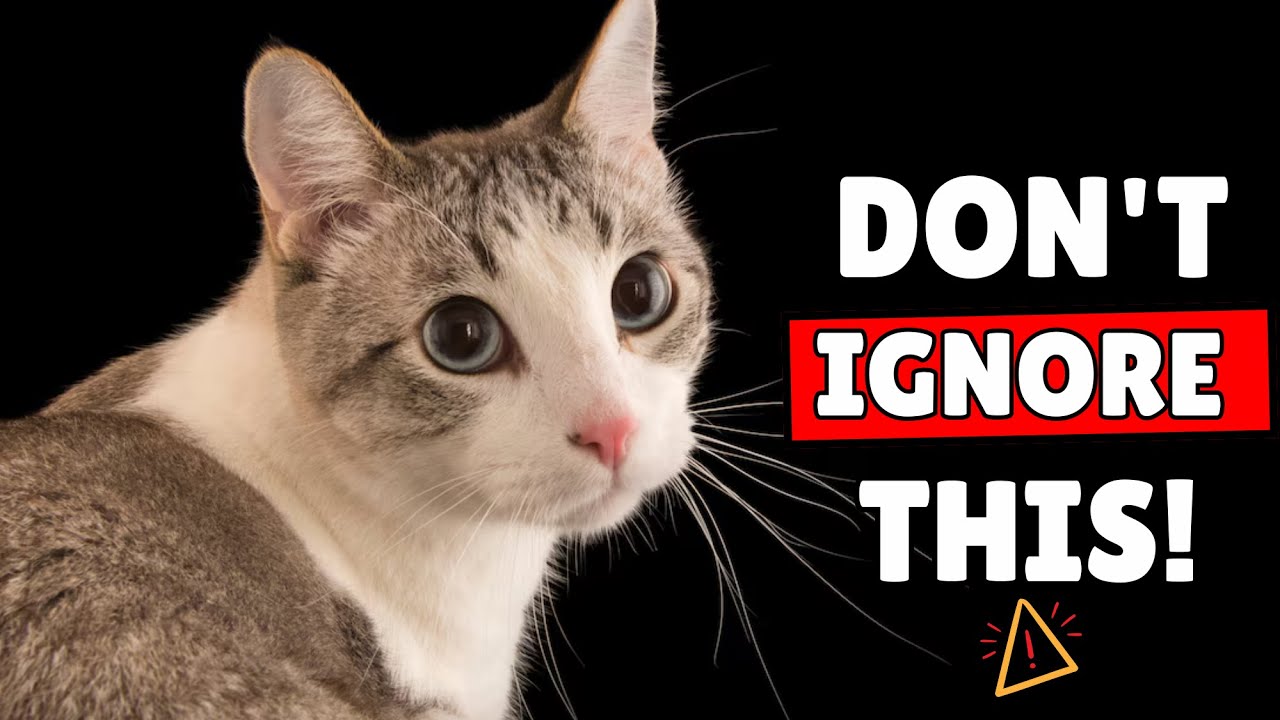 If Your Cat Suddenly Acts Distant&hellip; Watch This Before It&rsquo;s Too Late