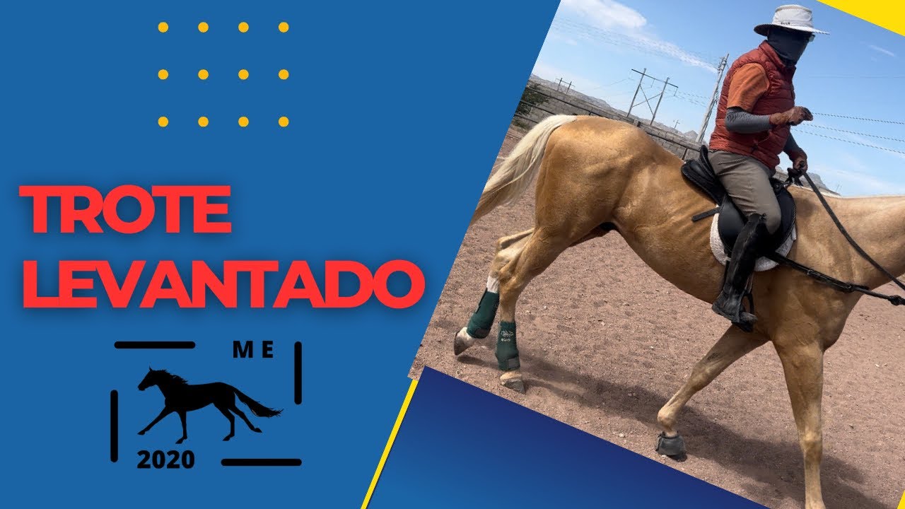 Aprende hacer el trote levantado ￼