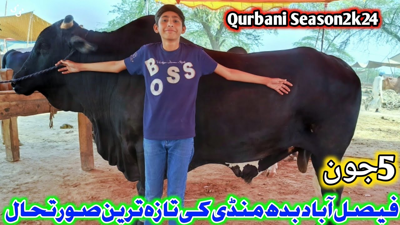 Faisalabad budh Cow Mandi Latest Update ||  5 jun  2024 || Pardesi mandi