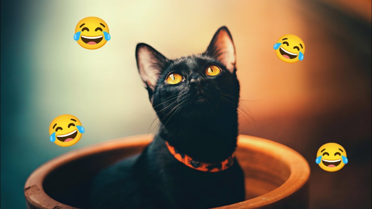 Милые и забавные видео с котами 🐾 0204